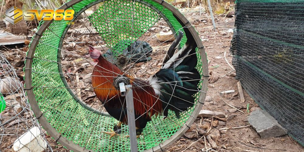 Chạy lồng là cách luyện cơ chân chắc khoẻ cho gà chọi