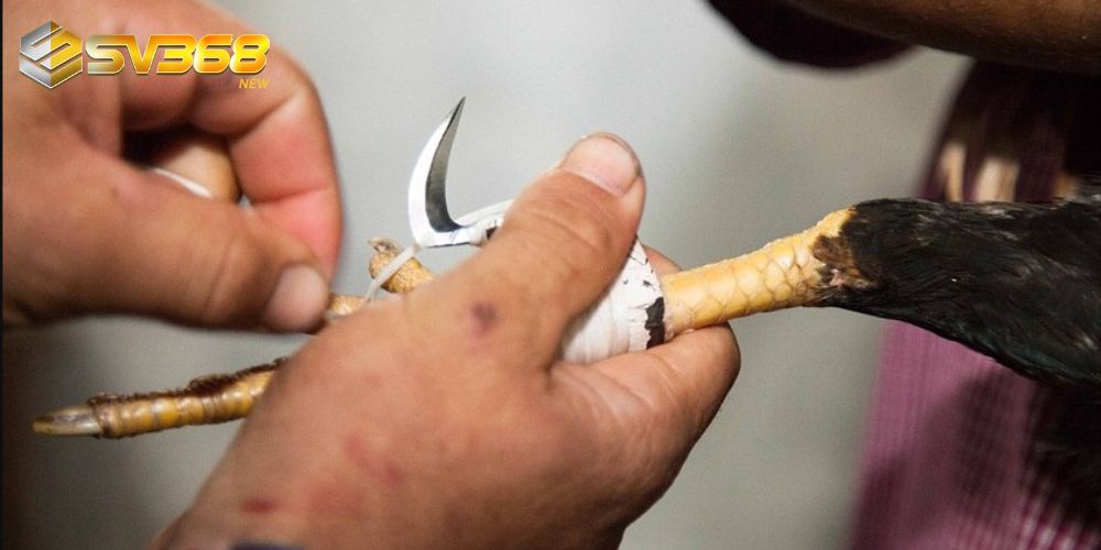 Cựa gà cần đảm bảo kích thước, mẫu mã đúng quy định