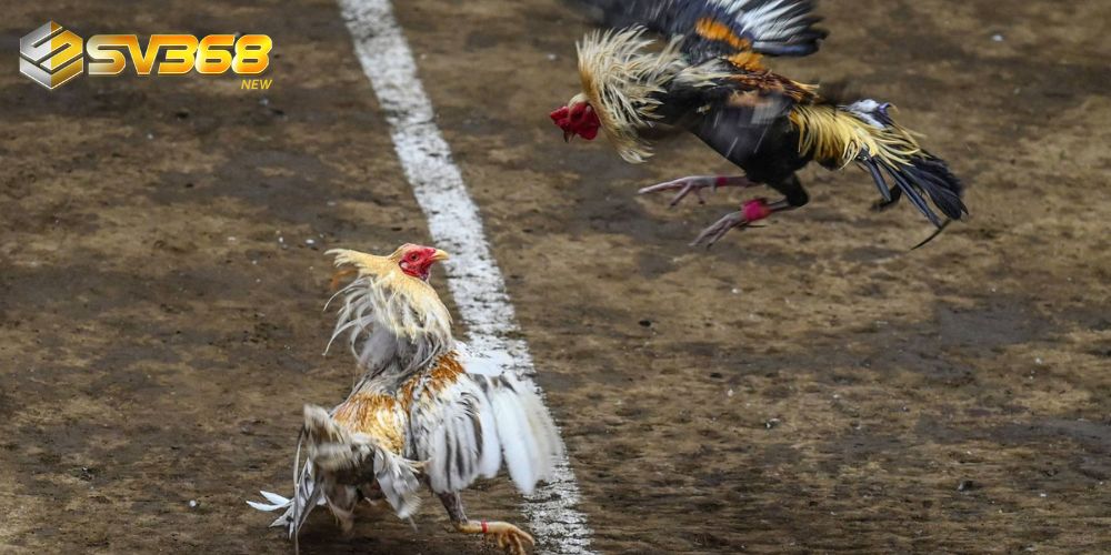 Đá gà Thomo hôm nay uy tín và hấp dẫn