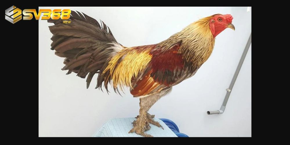 Gà chọi vảy rồng đá đòn rất tốt