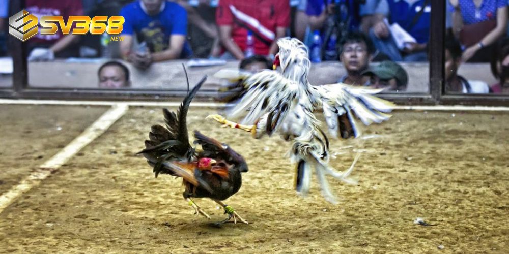 Giải đá gà CPC3 được tổ chức tại Thomo