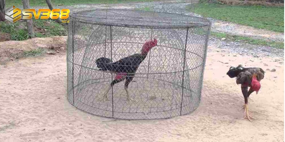 Luyện tập thể lực là giai đoạn quan trọng