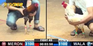SV388 live đá gà trực tiếp từ Thomo