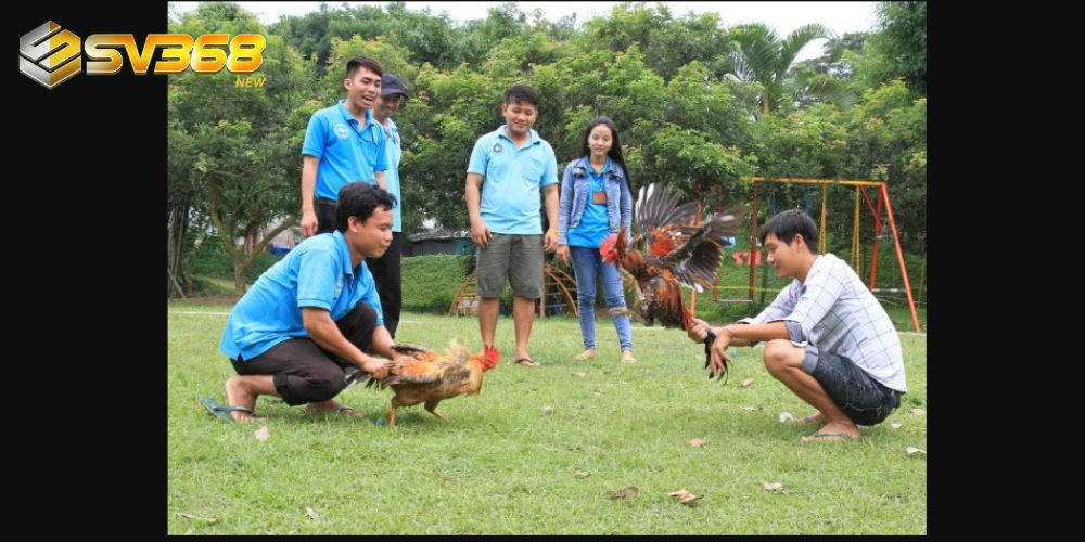 Sát hạch gà chọi để tuyển chọn được chiến kê dũng mãnh