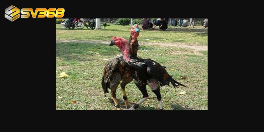 Sư kê vần hơi gà chọi để luyện cơ chân tốt nhất