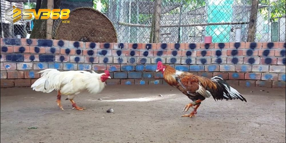 Trận đấu gay cấn với những chiến kê xuất sắc