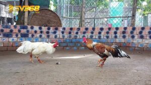 C3 là bồ gà lớn tại Thomo Campuchia