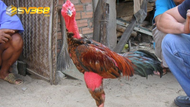 Tại sao nên biết các thuật ngữ trong chăm sóc gà đòn