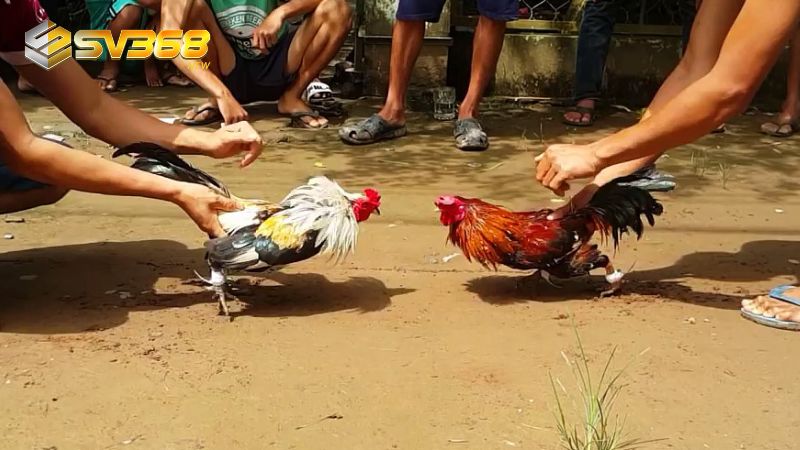 Thuật ngữ về thi đấu trong đá gà