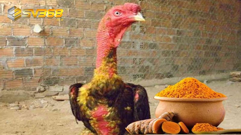 Lợi ích của việc vào nghệ cho gà đòn